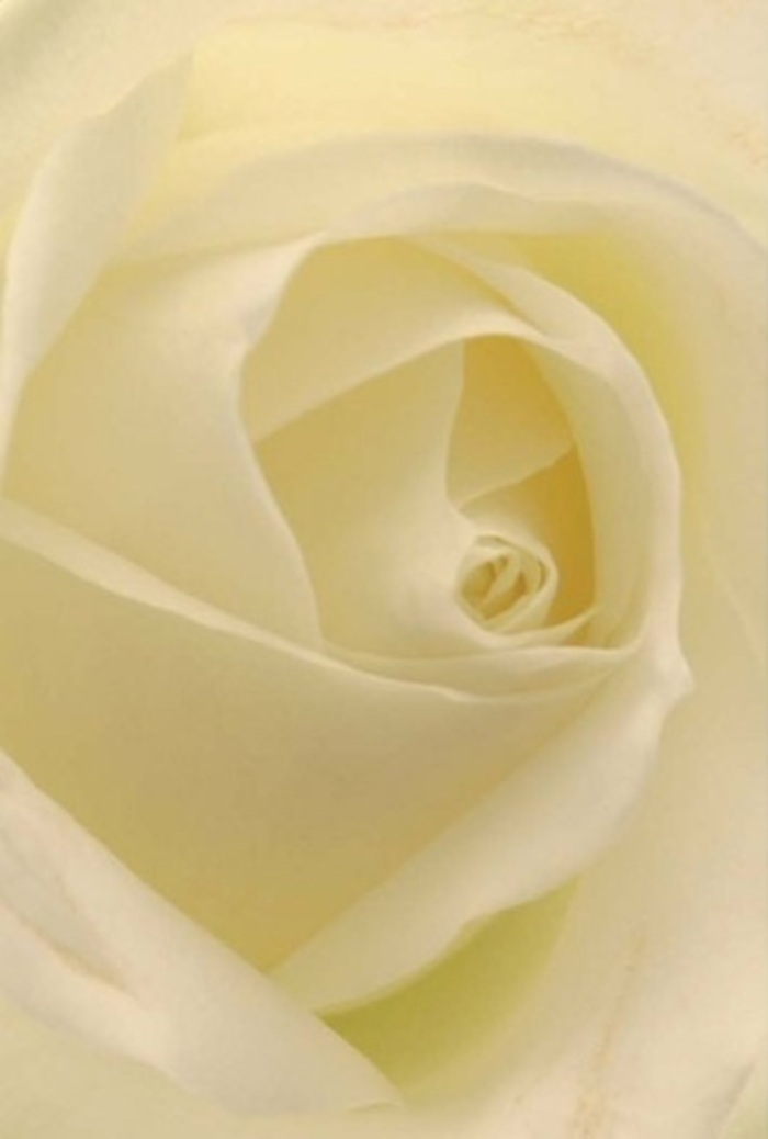 Seen through the lens of a Bayswater florist, this white rose tells a story of resilience and elegance. From a close vantage, the gentle layering of each petal is revealed, their creamy-to-ivory gradient softened by luminous light-similar to that found spilling through Hyde Park's early mornings. The bloom's core spirals with mathematical perfection, a testament both to nature's artistry and the expert eye of florists crafting petals into living poetry. Subtle midtones and slender shadows define the petals' matte-yet-creamy surfaces, conjuring the tactile sensation of silk or freshly ironed muslin. This bloom is more than a floral offering; it is an emblem of peace, admiration, or perhaps a heartfelt apology, thoughtfully created for special gatherings near bustling Queensway or tranquil moments along Craven Hill Gardens. Its arrangement and gentle complexities make it an exquisite centrepiece, radiating an unspoken fragrance of serenity-always appropriate, whatever emotion requires gentle expression in this cultured corner of London.